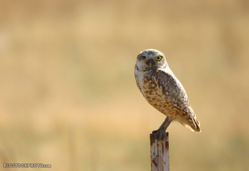 go to the Ogden Nature Center